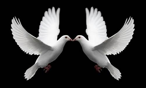 _dove of peace